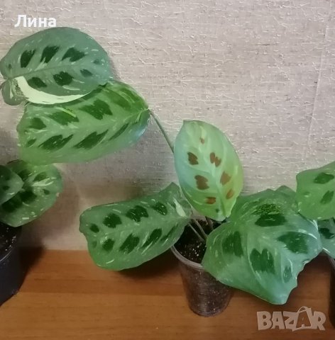 Маранта вариегатна/Maranta kerchoveana variegated /, снимка 2 - Стайни растения - 41098385