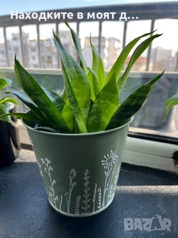 Сенсевиера в метална или керамична кашпа, снимка 2 - Стайни растения - 53720163