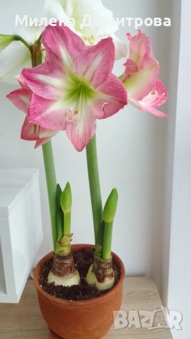 Амарилиси различни цветове , снимка 11 - Стайни растения - 52243503