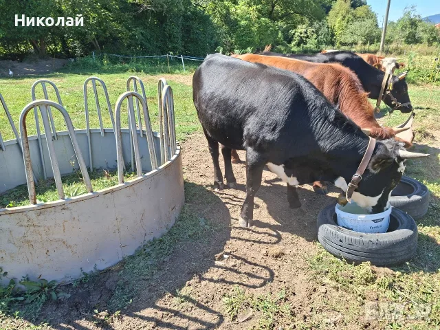 Две юници и едно биче