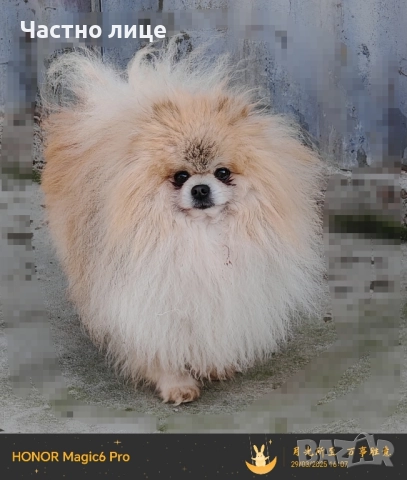 мъжки померан, снимка 5 - Померан - 51843573