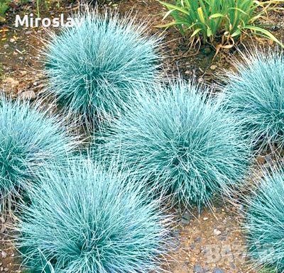 Фестука (синя трева), снимка 4 - Градински цветя и растения - 41503294