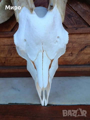 Череп от пръч. Козел, снимка 3 - Декорация за дома - 51275694