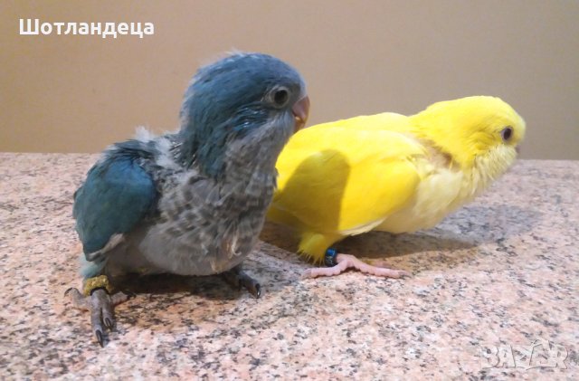 Папагали монах-2025, снимка 3 - Папагали - 41502553