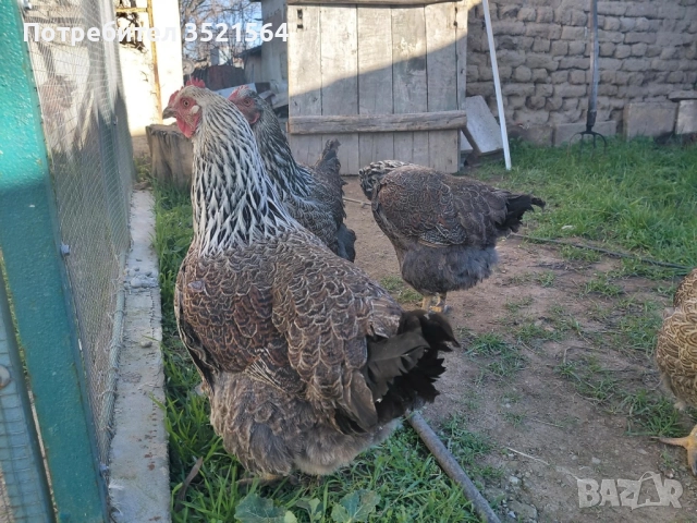 Катунски кокошки, снимка 2 - други­ - 52927679