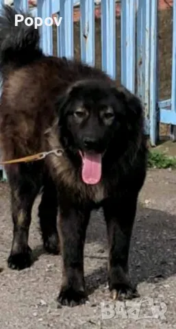 Българско овчарско куче , снимка 1
