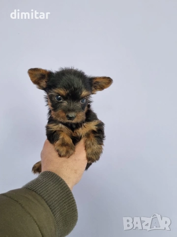 Йоркшир териер мини , снимка 5 - Йоркширски териер - 53580096