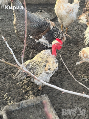 Пуйки и петли , снимка 5 - Кокошки и пуйки - 53321797