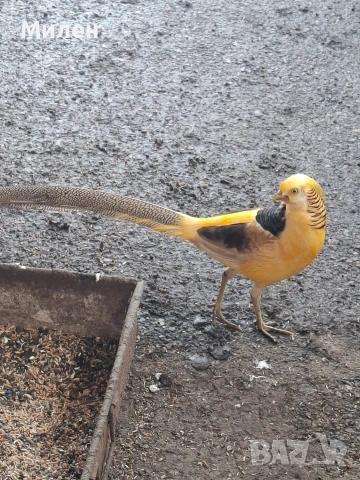 Жълтозлатни фазани