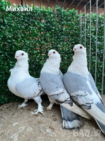 Сатинети, Унгарци, снимка 3 - Гълъби - 53406751