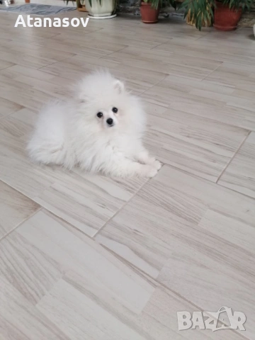 Померан Померанче, снимка 2 - Померан - 53469766