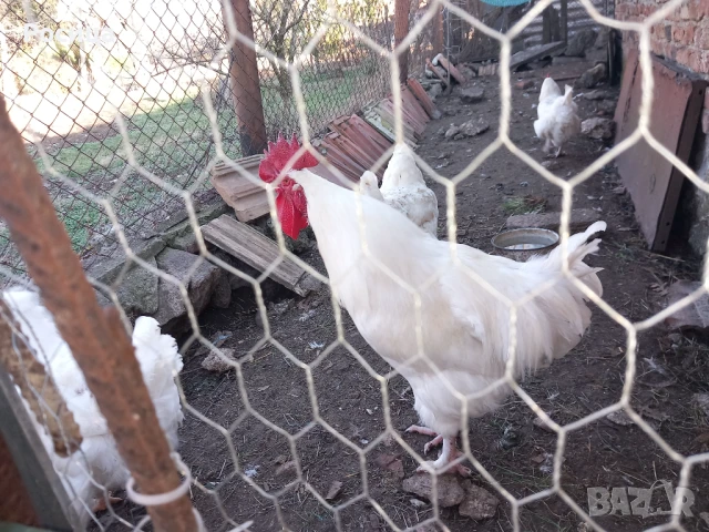 Продавам разплодни яйца от Маран, снимка 3 - Кокошки и пуйки - 50637080