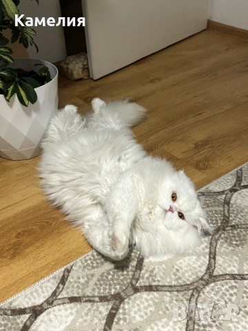 Бял персийски котарак за разплод, снимка 6 - Персийска - 53778447