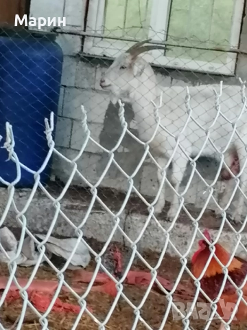 Продавам три кози, снимка 2 - Кози - 52936926