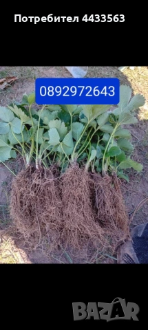 Разсад ягоди , снимка 15 - Разсади - 53132731