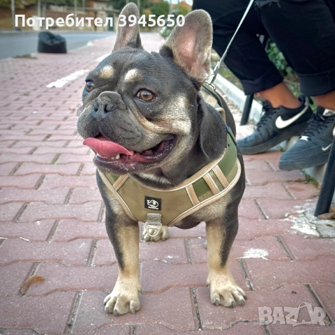 Френски булдог за разплод , снимка 2 - Френски булдог - 51905922