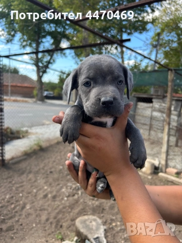 Кане Корсо, снимка 1