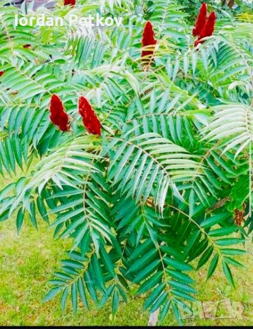 Рустифина дърво , снимка 7 - Разсади - 39458529