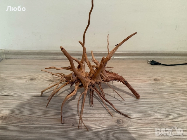 Декорация / корени от азалия, снимка 5 - Декорация за дома - 52583856