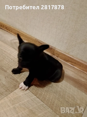 продават се , снимка 2 - Пинчер - 53346872