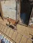 Продавам англонубийски ярета, снимка 5
