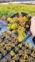 Седум  Анджелина, Sedum rupestre Angelina, снимка 18
