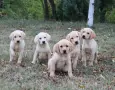 Лабрадор / Лабрадори, снимка 5