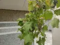 Продавам тъмно грозде,подходящо само за червено вино,обирате го цялото по асмите за 30  всичкото., снимка 6