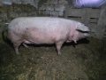 Женско прасе с менгуши, снимка 4