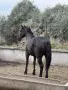 Дунавска кобила  , снимка 3