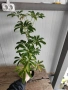 Шефлера (Schefflera), снимка 5
