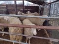 Кочове за разплод АСАФ, снимка 1 - Овце - 44354071
