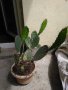 Саксии с незамръзващ кактус  , снимка 5