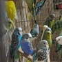 продавам вълнисти папагали , снимка 1
