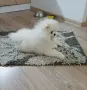 Мъжко померанче , снимка 2