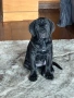 Кане Корсо / Cane Corso, снимка 1