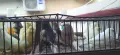 Продавам канари , снимка 2