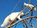 бяло мъжко коте, сини очи, 6 мес., снимка 11