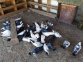 Пазарджишки гълъби, снимка 16