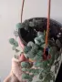 Церопегия, ceropegia woodii, снимка 2