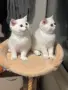 Британски котета , снимка 7