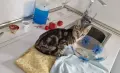 Продавам мраморно сребърно коте, снимка 1