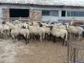 Продавам овце 25 бр, снимка 1