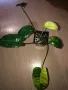 Philodendron Burle Marx Variegata , снимка 1