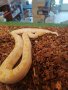 Бирмански питон албино , снимка 1 - Змии - 44459416