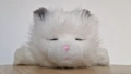 little live pets cat интерактивно плюшено коте, снимка 10