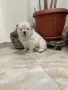 чау чау женско., снимка 1