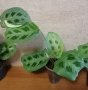 Маранта вариегатна/Maranta kerchoveana variegated /, снимка 2