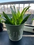 Сенсевиера в метална или керамична кашпа, снимка 2