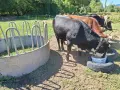 Две юници и едно биче, снимка 1